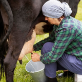 We remove milk by our hands , which is not painful for the cows